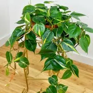 CORDATUM-LEMON STRIPE