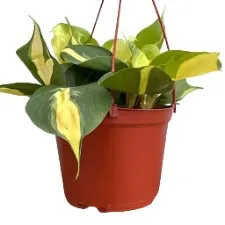 CORDATUM-LEMON STRIPE