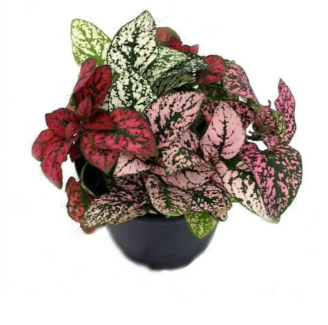 POLKA DOT PLANT