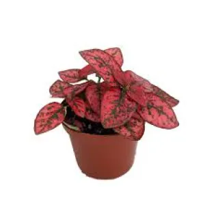 POLKA DOT PLANT