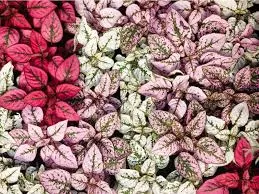 POLKA DOT PLANT