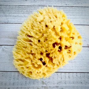 Sea Wool Sponge | Natural & Sustainable Luxury