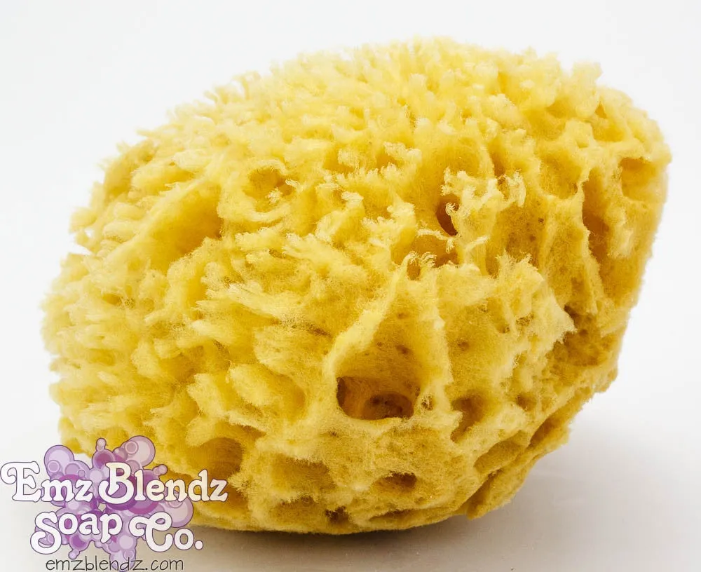 Sea Wool Sponge | Natural & Sustainable Luxury